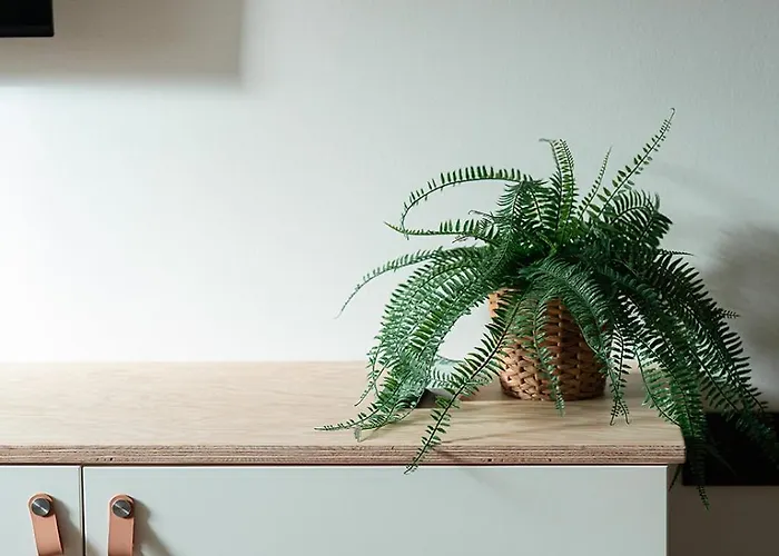 Le Jaune Girasol - Mariotte *